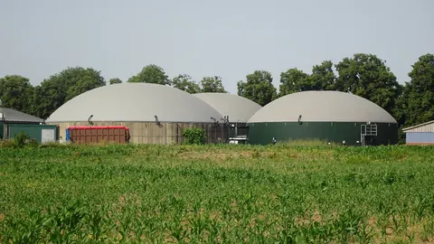 Szare i zielone kopuły membranowe zbiorników biogazowni pod Kleve, widziane zza łanu młodej kukurydzy w pochmurny dzień.