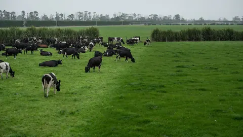 Stado krów mlecznych pasących się i odpoczywających na rozległym, zielonym pastwisku w pochmurny dzień.