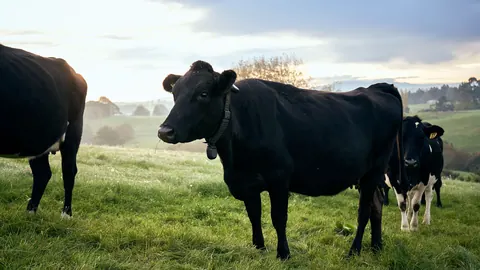 Czarna krowa mleczna z obrożą do wirtualnego ogrodzenia na pastwisku w Nowej Zelandii, w porannym świetle.