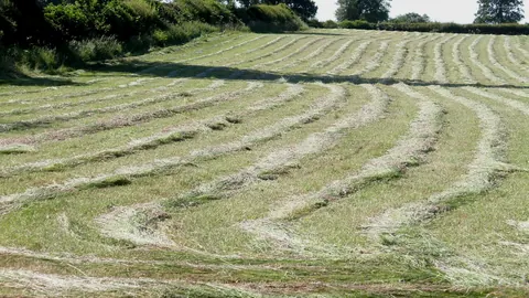Pokosy świeżo skoszonej trawy ułożone w łuki na łące w Anglii, przygotowane do zbioru na kiszonkę lub siano.