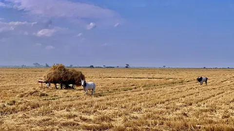 Rolnik z wozem zaprzężonym w bydło zbiera słomę ryżową z rozległego, skoszonego pola ryżowego pod błękitnym niebem.