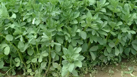 Gęsty łan bobiku (Vicia faba) z sinozielonymi liśćmi i zawiązującymi się strąkami na polu uprawnym.