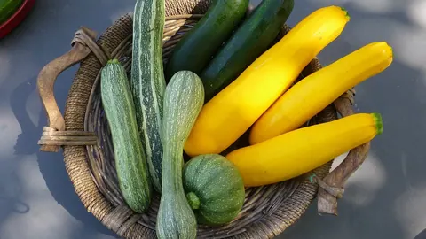 Wiklinowy kosz z cukiniami w różnych kolorach – zielonymi, żółtymi i paskowanymi – oraz okrągłą odmianą Cucurbita pepo.