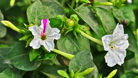 Dziwaczek jalapa (Mirabilis jalapa) z białymi i różowo nakrapianymi kwiatami wśród ciemnozielonych liści.