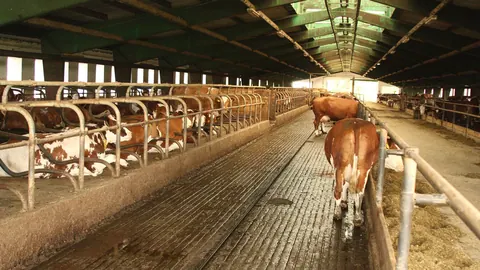 Obora wolnostanowiskowa z rusztową podłogą, przez którą odpływa gnojowica bydlęca, i krowy przy korytarzu paszowym.