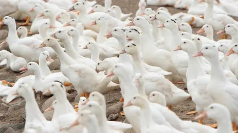 Stado białych kaczek na fermie – ptaki stłoczone w kojcu, źródło gnojowicy i pomiotu kaczego.
