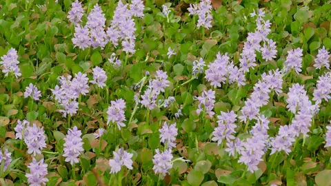 Łan kwitnącego hiacyntu wodnego (Eichhornia crassipes) pokrywającego powierzchnię wody w brazylijskim Pantanalu.