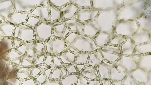 Zielona, siateczkowata kolonia glonu Hydrodictyon reticulatum (siatkowca) pod mikroskopem – widoczne wieloboczne oczka.