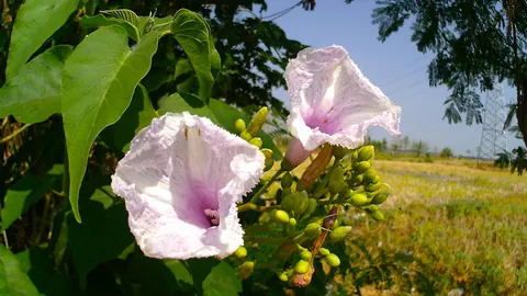 Bladoróżowe, lejkowate kwiaty wilca (Ipomoea carnea) na tle sercowatych liści i letniego pola.