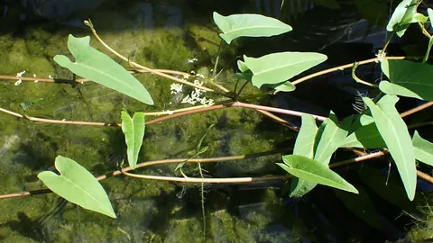 Pędy szpinaku wodnego (Ipomoea aquatica) z wydłużonymi, strzałkowatymi liśćmi płożące się po wodzie w ogrodzie botanicznym.