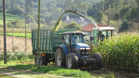 Sieczkarnia samojezdna rozdrabnia kukurydzę na kiszonkę i wydmuchuje sieczkę do przyczepy ciągnika w Galicji.