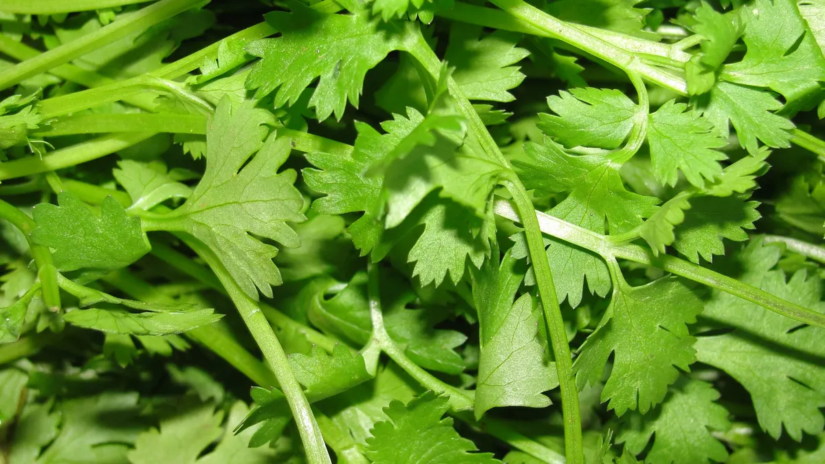 Gęsta kępa świeżych, jasnozielonych liści kolendry siewnej (Coriandrum sativum) widziana z bliska.