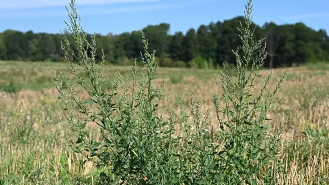 Wysokie rośliny komosy białej (lebiody) na nieużytkowanym polu w Wysokiej Gryfińskiej, na tle lasu i letniego nieba.