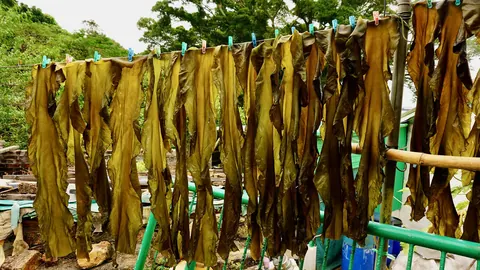 Plechy listownicy japońskiej (Saccharina japonica) suszące się na sznurach u rybaków na wyspie Po Toi w Hongkongu.