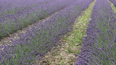 Rzędy kwitnącej lawendy na plantacji w departamencie Drôme we Francji – surowiec do destylacji olejku.