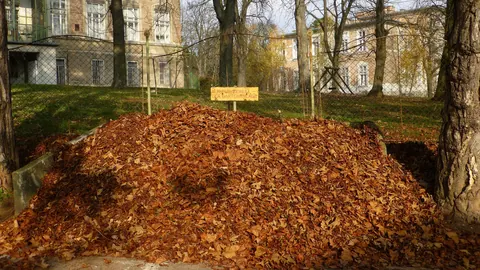 Duża pryzma jesiennych liści drzew zgromadzona w parku Steinhof w Wiedniu, na tle drzew i zabytkowych budynków.