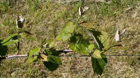 Młode liście winorośli (Vitis vinifera) z wąsami czepnymi na pędzie prowadzonym na drucie w winnicy.
