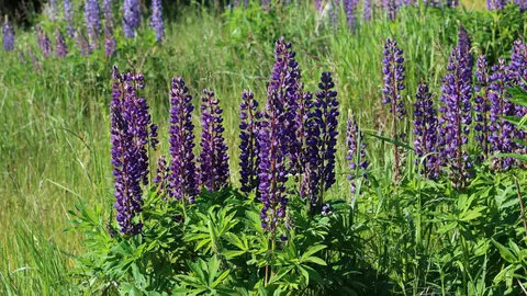 Kwitnący łubin trwały (Lupinus polyphyllus) z fioletowymi gronami kwiatów w dziko rosnącej kępie na łące.