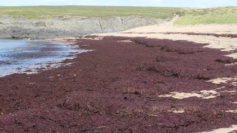 Gruba warstwa czerwonawych makroglonów wyrzuconych przez morze na piaszczystą plażę u podnóża klifu w Walii.