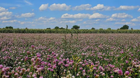 Pole kwitnącej koniczyny łąkowej (Trifolium pratense) – komponentu mieszanek międzyplonowych – na Białorusi.
