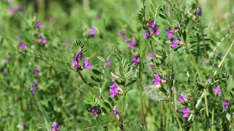 Kwitnąca wyka siewna (Vicia sativa) z fioletowymi kwiatami wśród traw na polu w Dźwirzynie na Pomorzu.