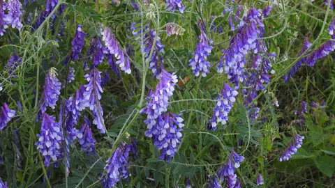 Fioletowe kwiatostany wyki kosmatej (Vicia villosa) – rośliny bobowatej uprawianej w międzyplonie razem z żytem.