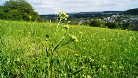 Kwitnąca na żółto lnianka siewna (Camelina sativa) na polu w Saarze, w tle zielone wzgórza i zabudowania.