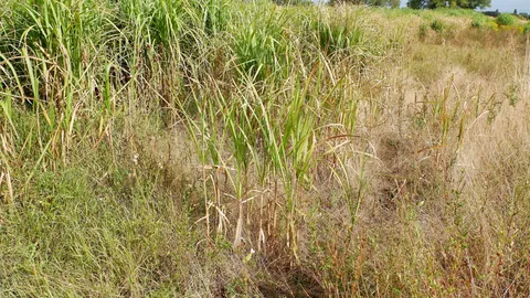 Gęsty łan miskanta olbrzymiego (Miscanthus × giganteus) o wysokich, trawiastych źdźbłach późnym latem.