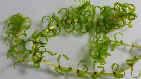 Pędy moczarki delikatnej (Elodea nuttallii) z wąskimi, wygiętymi liśćmi ułożone na jasnym tle.