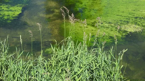 Kępy mozgi trzcinowatej (Phalaris arundinacea) z wiechami rosnące nad brzegiem cieku w Badenii-Wirtembergii.