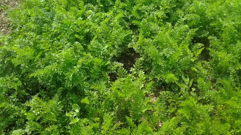 Gęsta, pierzasta zielona nać marchwi rosnącej na polu w Indiach, widziana z bliska z góry.