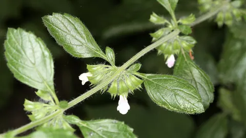 Pęd melisy lekarskiej (Melissa officinalis) z jajowatymi, karbowanymi liśćmi i drobnymi białymi kwiatami.