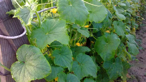 Pnącza ogórka (Cucumis sativus) z dużymi, sercowatymi liśćmi, żółtymi kwiatami i zawiązkami owoców na grządce.