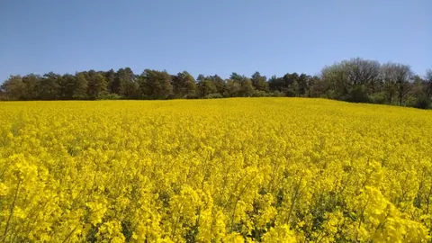 Kwitnące na żółto pole rzepaku w kwietniu na skraju lasu – roślina, z której nasion tłoczy się olej rzepakowy.