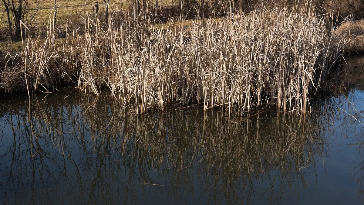 Kępy suchej pałki szerokolistnej (Typha latifolia) porastające brzeg stawu w Karyntii, odbite w spokojnej wodzie.