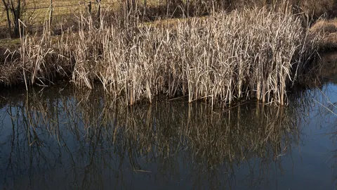 Kępy suchej pałki szerokolistnej (Typha latifolia) porastające brzeg stawu w Karyntii, odbite w spokojnej wodzie.