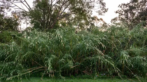 Wysokie, gęste kępy trawy słoniowej (Pennisetum purpureum) – jednego z gatunków rodzicielskich mieszańca Pennisetum.