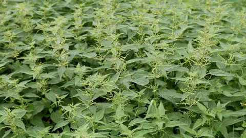 Gęsty łan pokrzywy zwyczajnej (Urtica dioica) z ząbkowanymi, ciemnozielonymi liśćmi, widziany z góry.