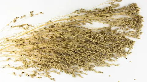 Wiecha prosa zwyczajnego (Panicum miliaceum) z dojrzałymi ziarnami sfotografowana na białym tle.
