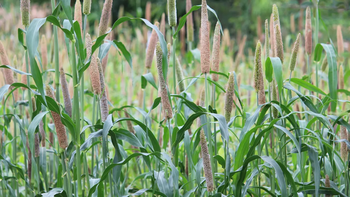 Łan prosa perłowego (Pennisetum glaucum) z wysokimi, walcowatymi kłosami wznoszącymi się nad liśćmi.