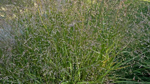 Kępa prosa rózgowatego (Panicum virgatum) z delikatnymi wiechami nasion w Ogrodzie Roślin w Paryżu.