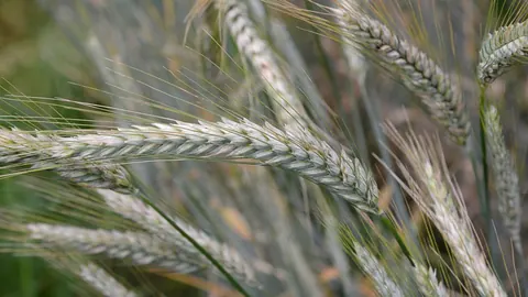 Kłosy pszenżyta z długimi ościami w łanie, sfotografowane z bliska w miękkim świetle dziennym.