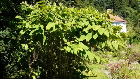 Okazała kępa rdestowca sachalińskiego (Reynoutria sachalinensis) z dużymi, sercowatymi liśćmi w ogrodzie.