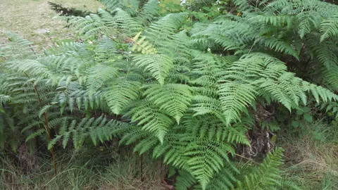 Gęsty łan orlicy pospolitej (Pteridium aquilinum) w podszycie lasu – zielone, pierzaste liście paproci.
