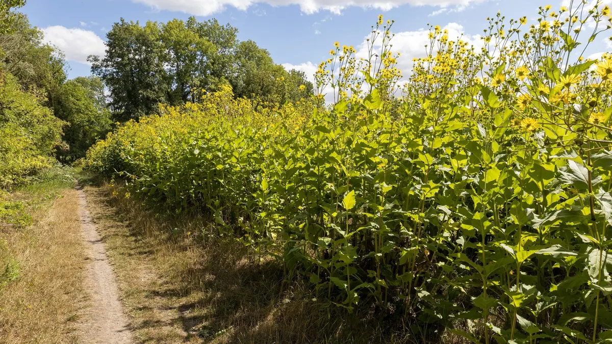 Wysoki łan kwitnącego rożnika przerośniętego (Silphium perfoliatum) przy polnej ścieżce w północnej Francji.