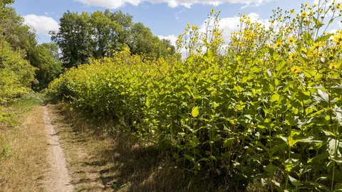 Wysoki łan kwitnącego rożnika przerośniętego (Silphium perfoliatum) przy polnej ścieżce w północnej Francji.