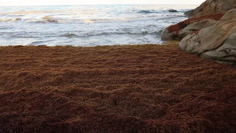 Szeroki pas brunatnego gronorostu (Sargassum) wyrzuconego na plażę Punta Tuna u stóp jasnych skał.