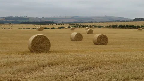Okrągłe bele słomy jęczmiennej na złotym ściernisku w Szkocji, pod zachmurzonym niebem.