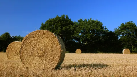 Okrągłe bele słomy zbożowej na złotym ściernisku w Szlezwiku-Holsztynie, na tle zielonych drzew i błękitnego nieba.