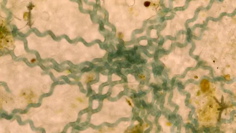 Mikroskopowe zdjęcie spiralnie skręconych nici sinicy z rodzaju Arthrospira, z której pozyskuje się spirulinę.